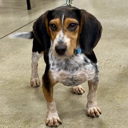 DEACON 2026 - Beagle available for adoption