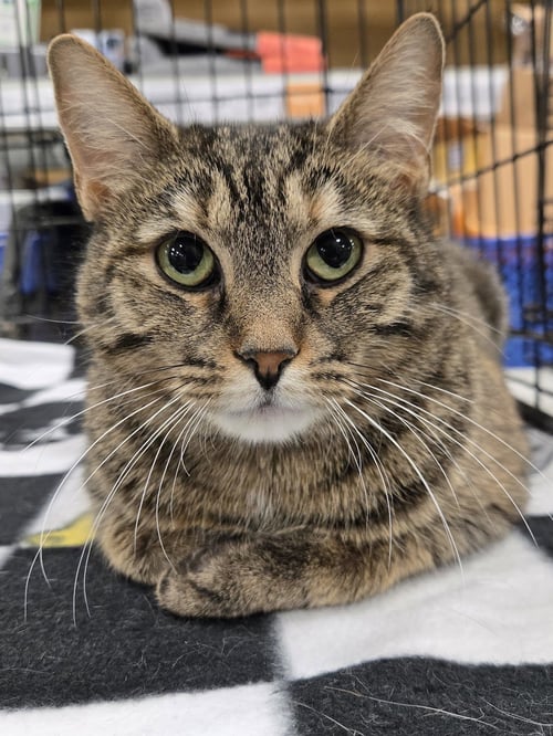 WHIMSY - Tabby / Tortoiseshell available for adoption