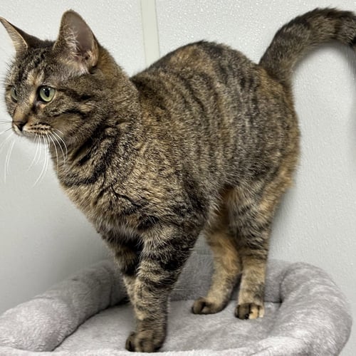 WHIMSY - Tabby / Tortoiseshell available for adoption