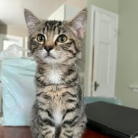 Poppy 2026 - Photo 1
