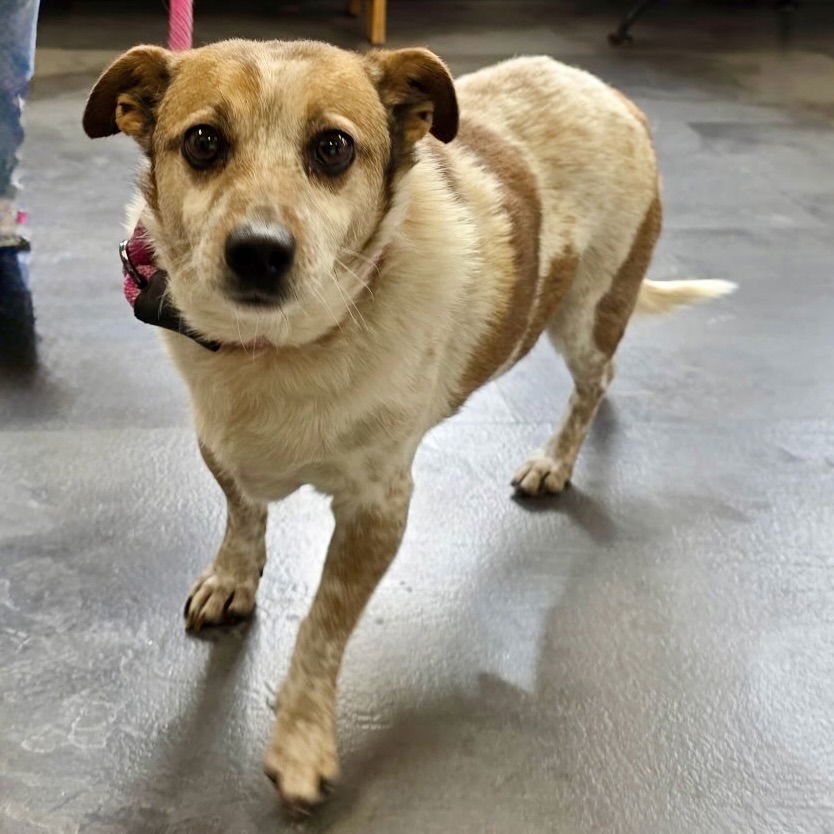 ROLAND - Red Heeler / Corgi available for adoption