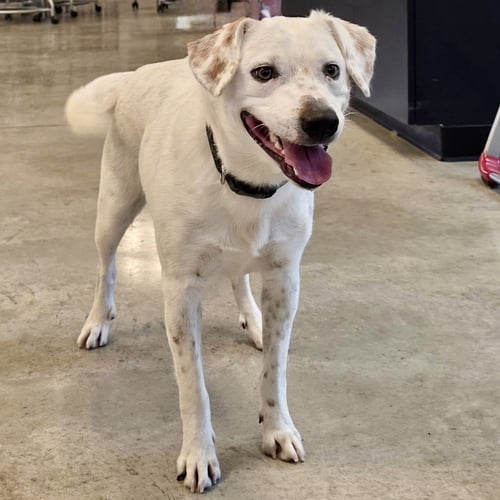 SPECK - Labrador Retriever / English Setter for adoption in Cincinnati