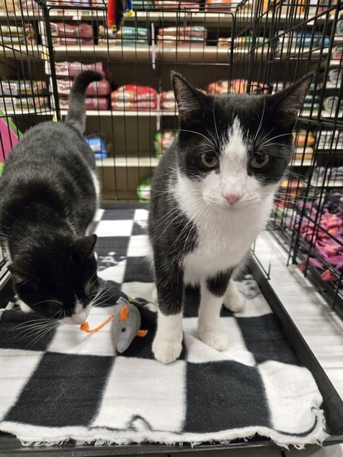 LARRY - Tuxedo / Domestic Short Hair available for adoption