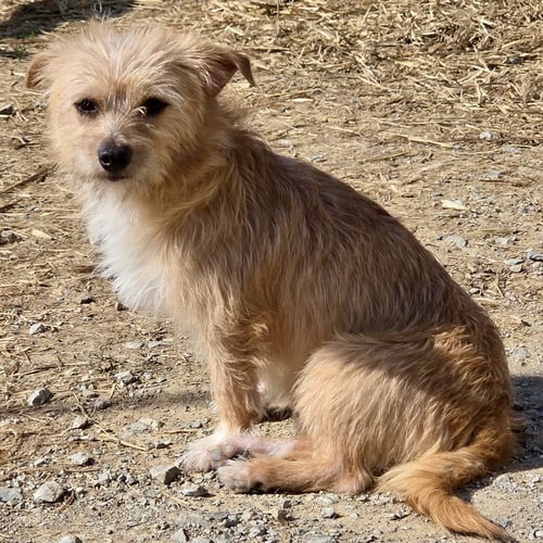 OSCAR 2026 - Norfolk Terrier / Chihuahua available for adoption