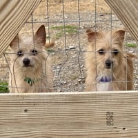 Oscar 2026 - Photo 3