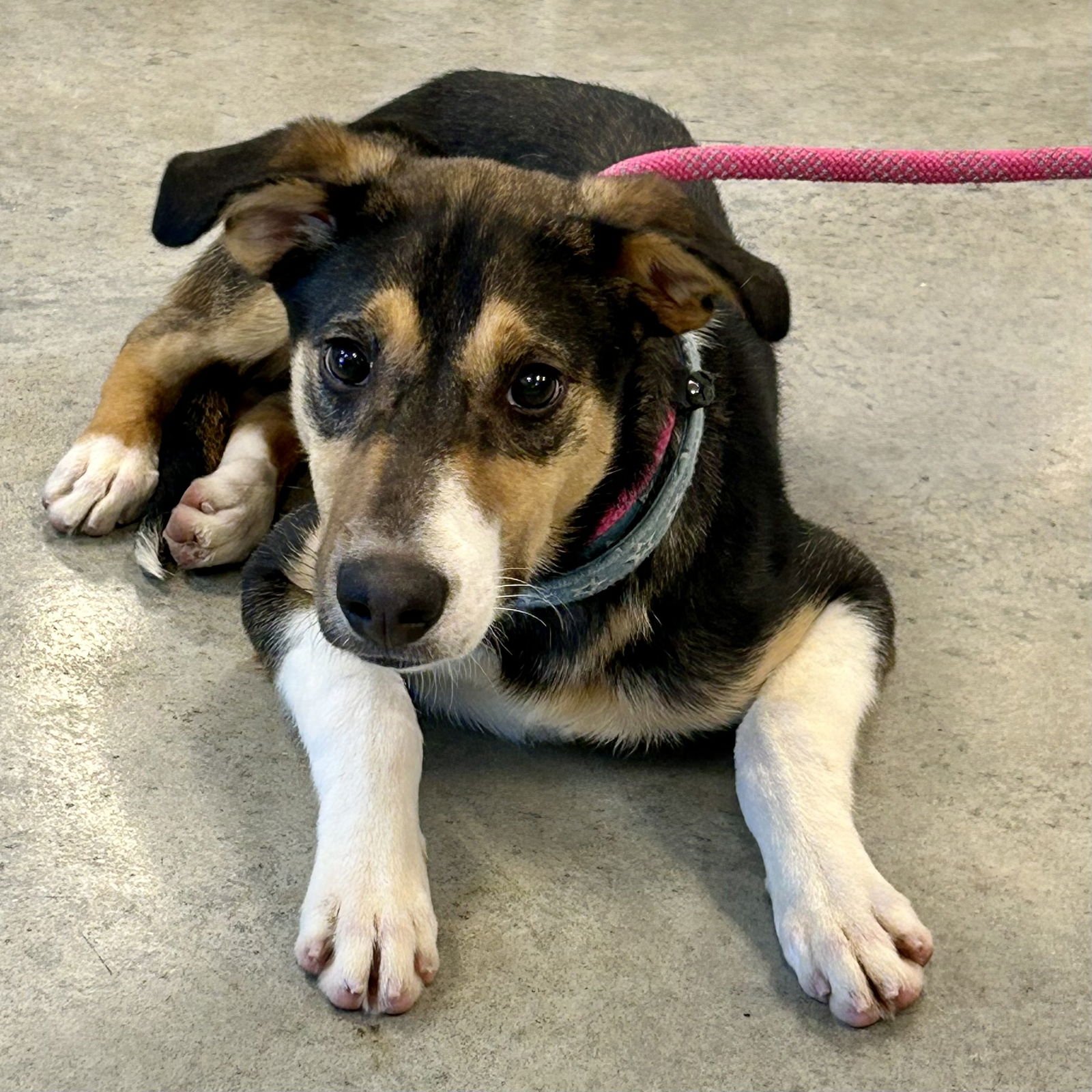 LIZZIE 2026 - Whippet / Beagle available for adoption