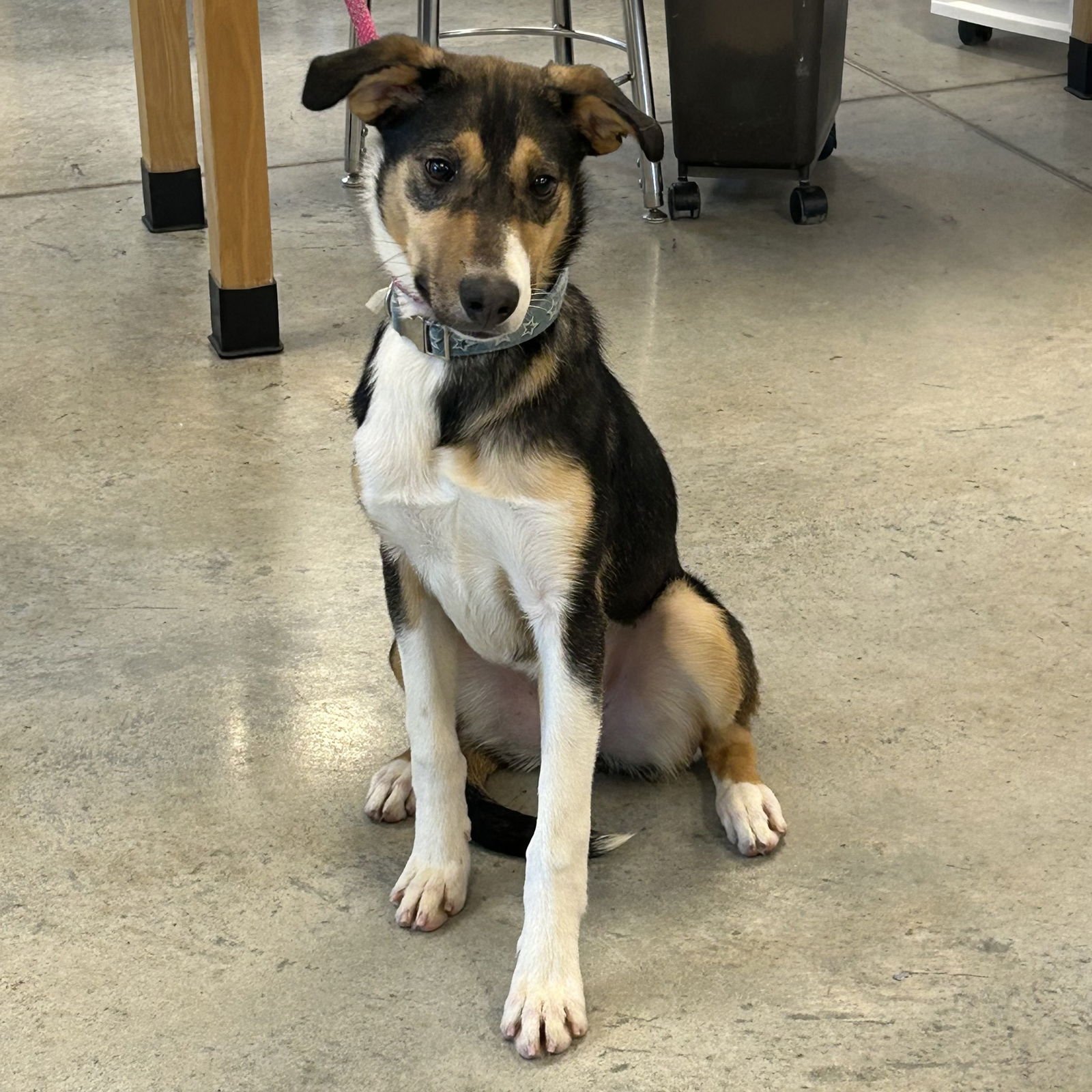 LIZZIE 2026 - Whippet / Beagle available for adoption