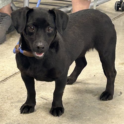 KEELY 2026 - Dachshund available for adoption