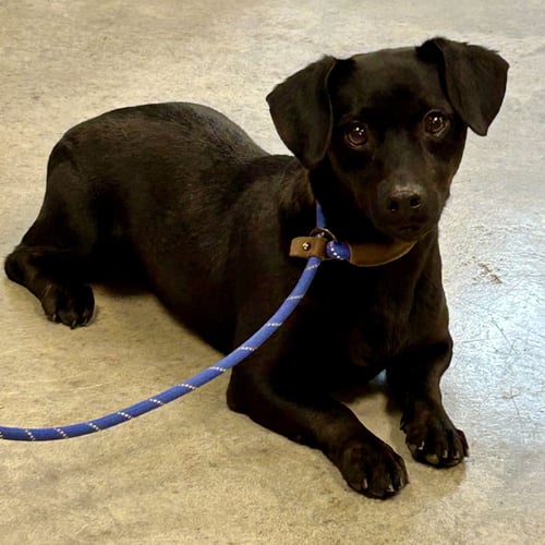 KEELY 2026 - Dachshund available for adoption