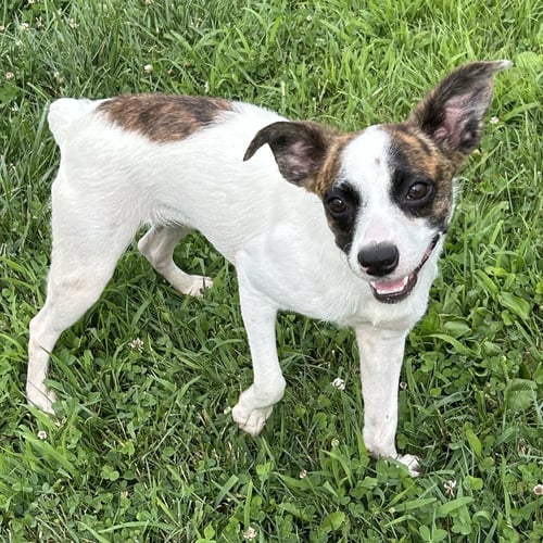 JIANNA - Boston Terrier / Jack Russell Terrier for adoption in Cincinnati