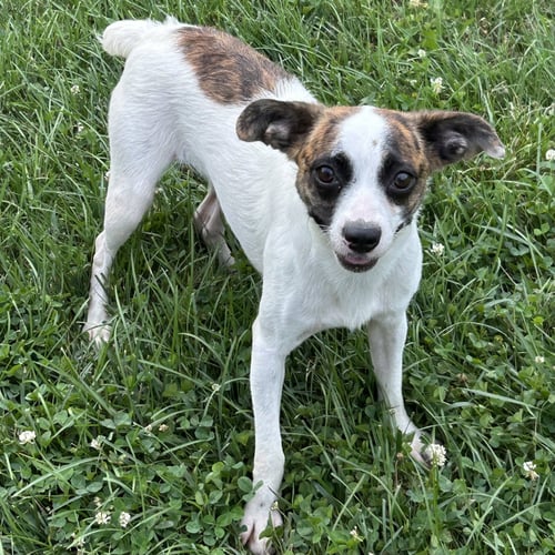 JIANNA - Boston Terrier / Jack Russell Terrier available for adoption