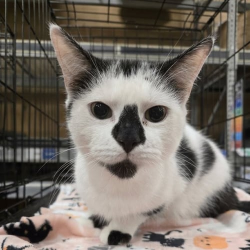 SMUDGE - Domestic Short Hair available for adoption