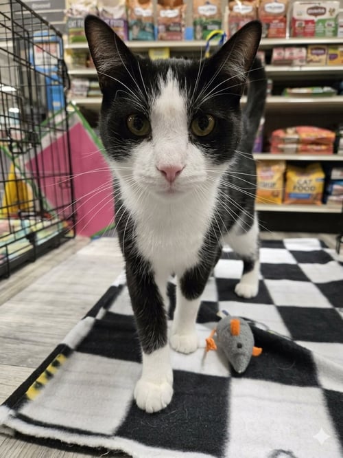 LLOYD - Domestic Short Hair / Tuxedo available for adoption