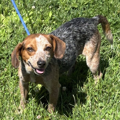 JILLY 2026 - Beagle / Jack Russell Terrier available for adoption