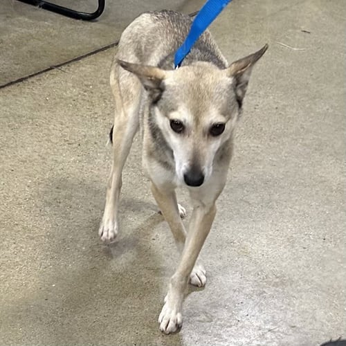 SKIPPER - Chihuahua / Terrier available for adoption