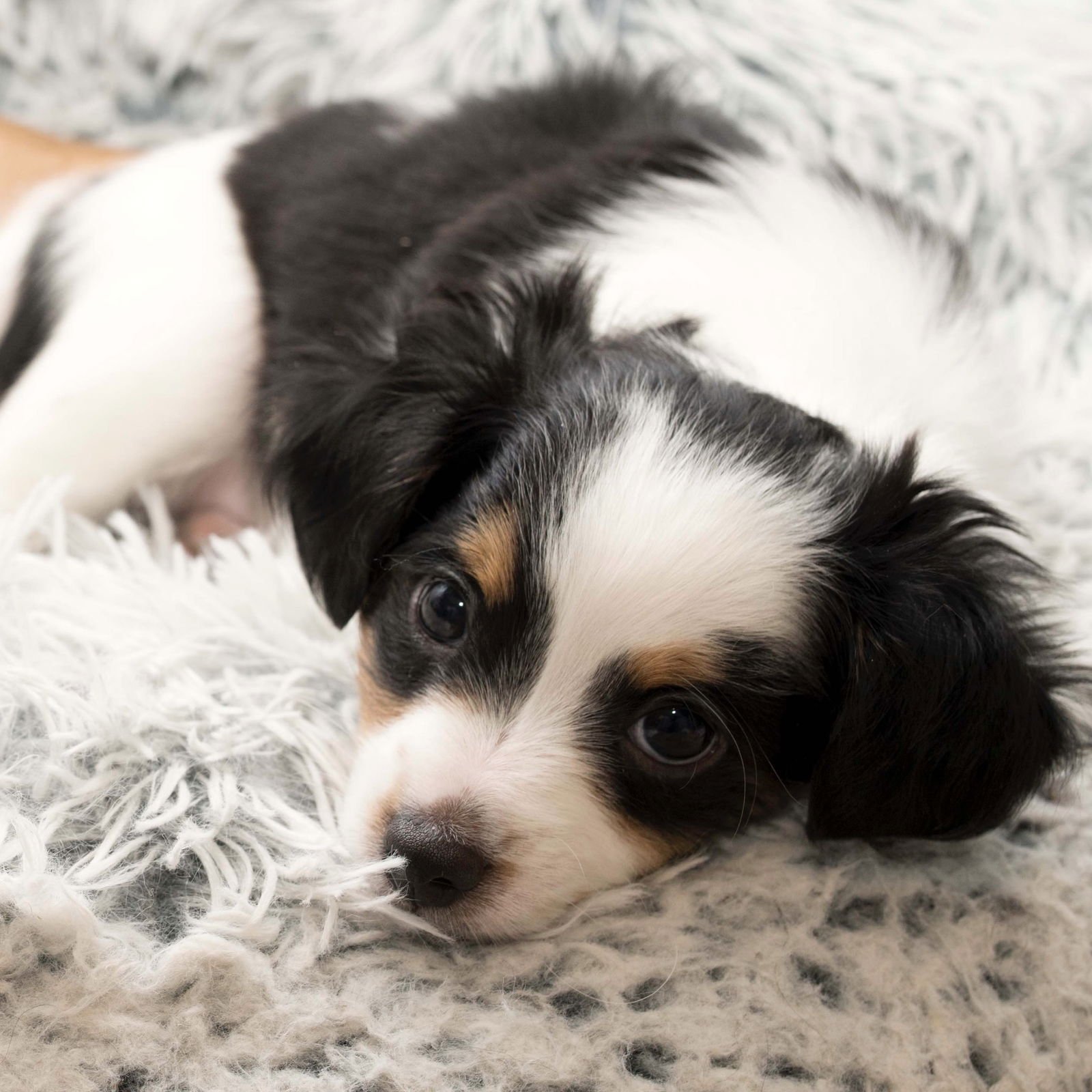 COOKIE DOUGH - SWEET TREATS LITTER - Chihuahua / Dachshund available for adoption
