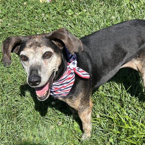 LIZZIE 2026 - Beagle / Hound available for adoption
