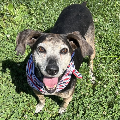 LIZZIE 2026 - Beagle / Hound available for adoption