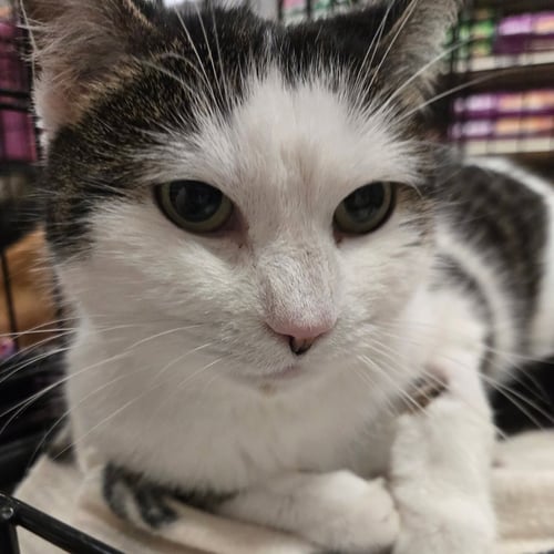 JASMINE - Domestic Short Hair available for adoption