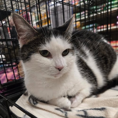 JASMINE - Domestic Short Hair available for adoption