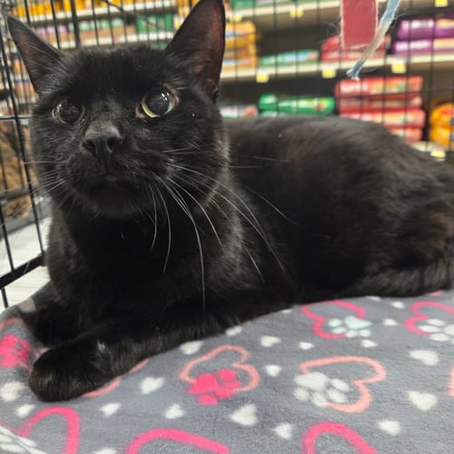 SAMPSON - Domestic Short Hair available for adoption