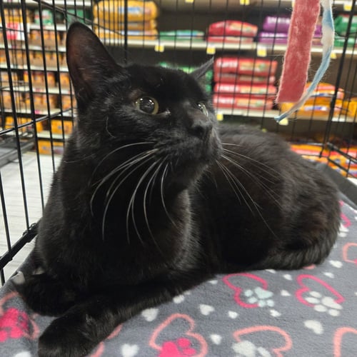 SAMPSON - Domestic Short Hair available for adoption