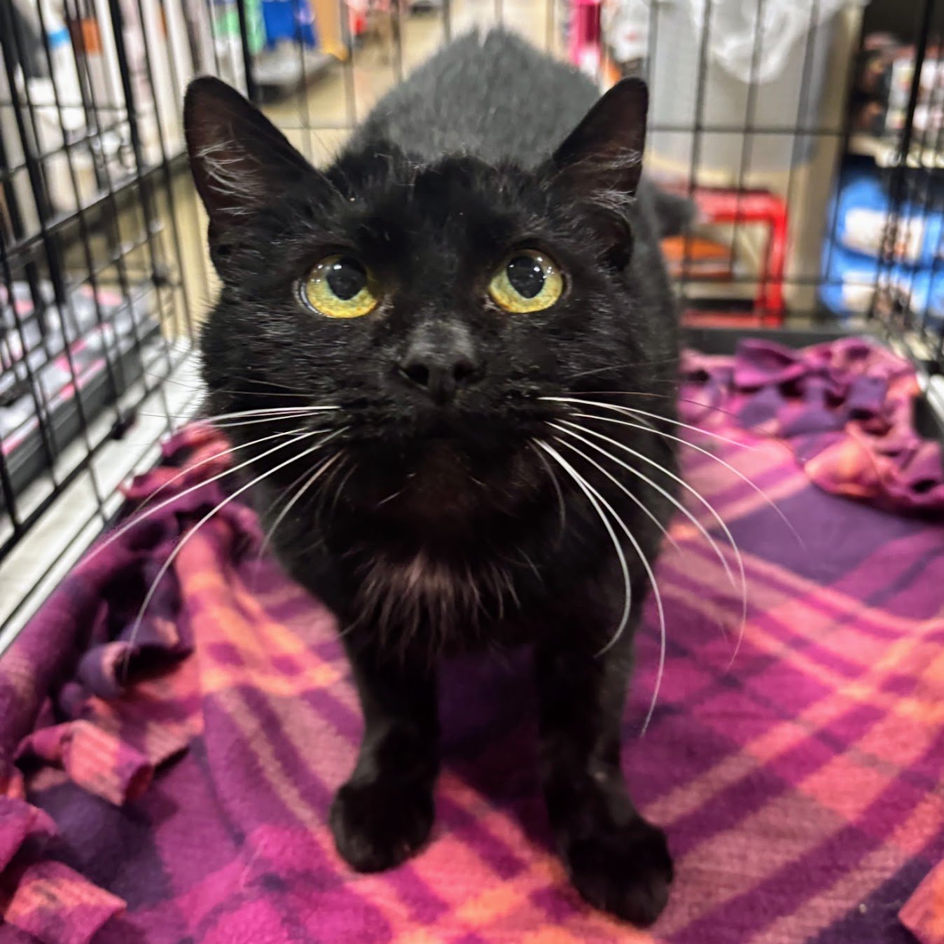 ANNIE - Domestic Short Hair available for adoption