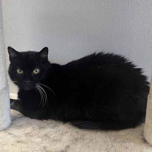ANNIE 2026 - Domestic Short Hair available for adoption