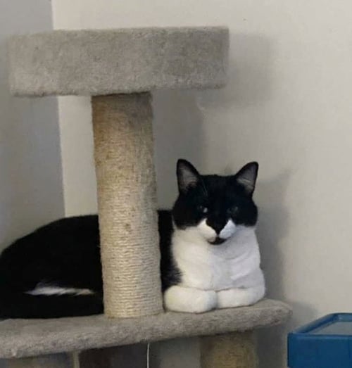 BATMAN - Domestic Short Hair available for adoption