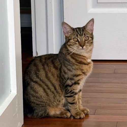 PUDDING - Domestic Short Hair available for adoption