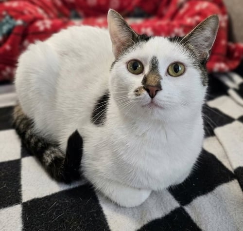 ALPHA - Domestic Short Hair available for adoption