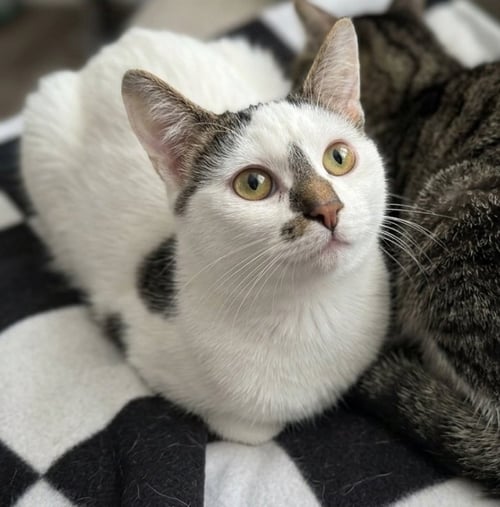 ALPHA - Domestic Short Hair available for adoption