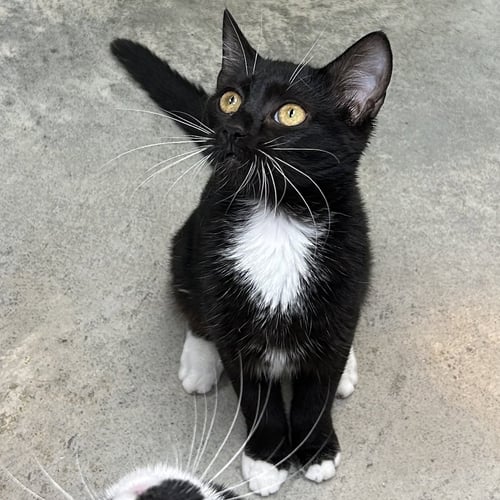 ORCA 2026 - Tuxedo available for adoption