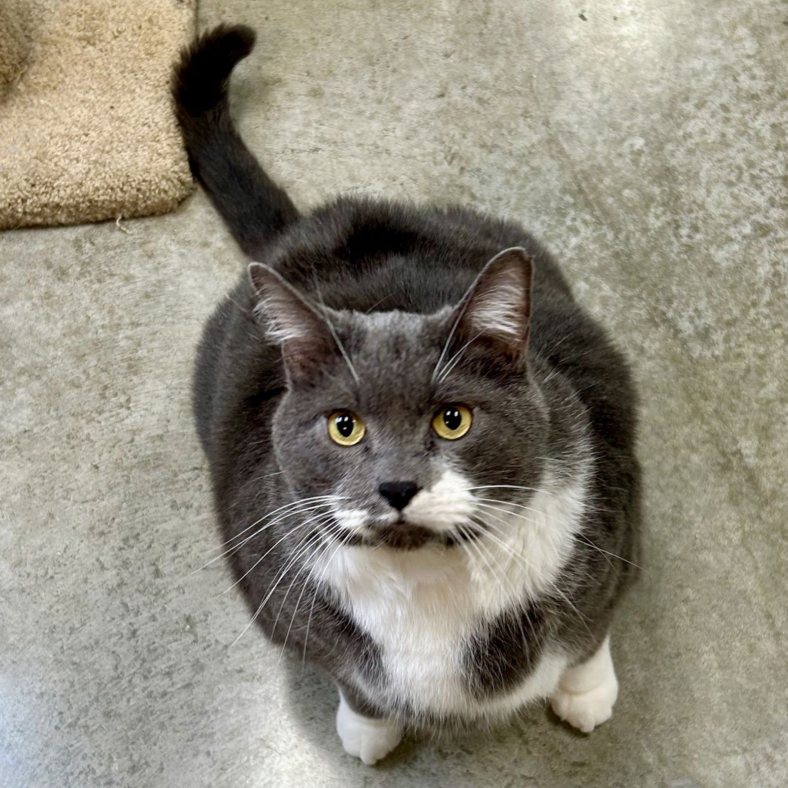 CHONKSTER - Domestic Short Hair available for adoption