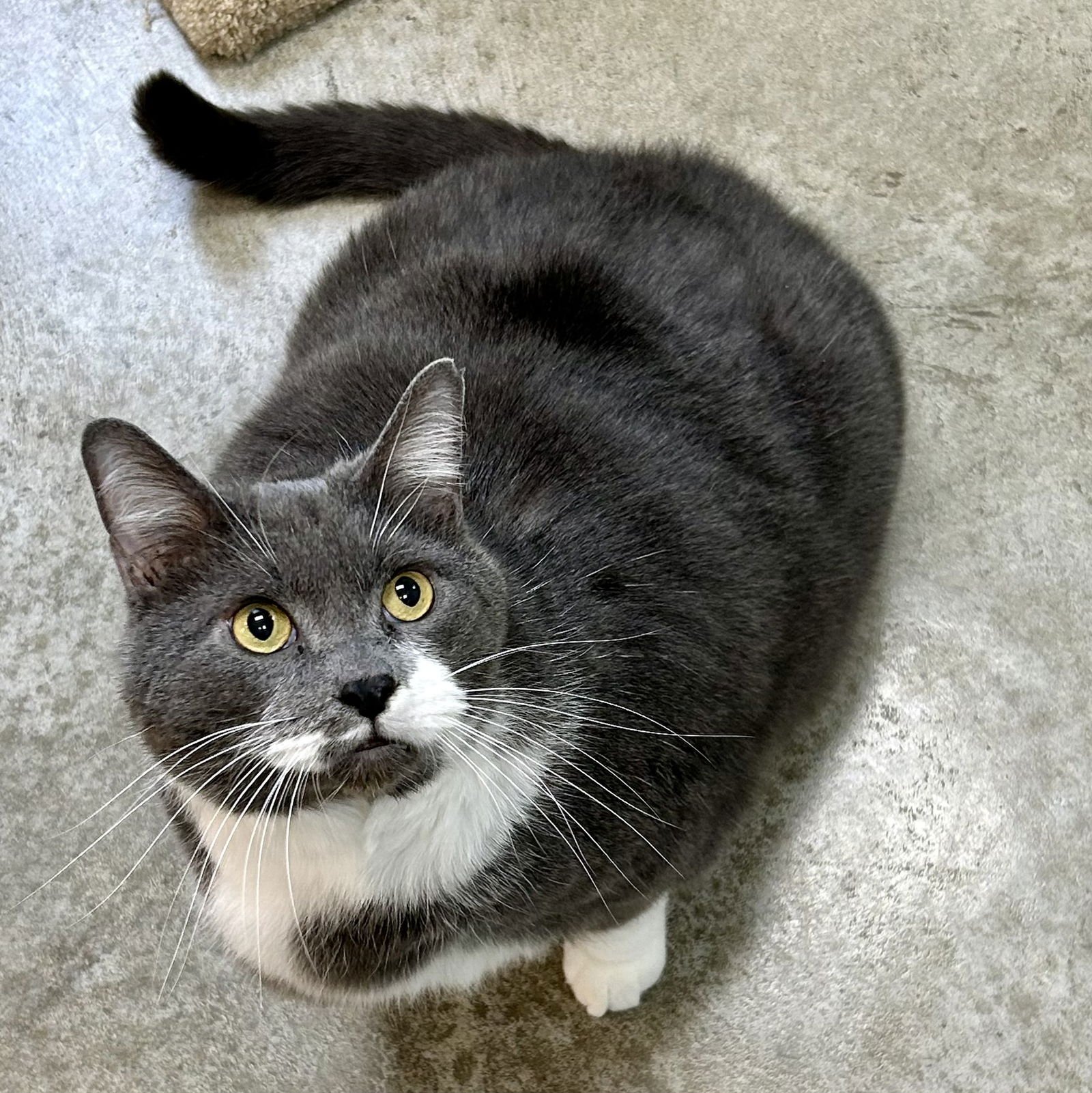 CHONKSTER - Domestic Short Hair available for adoption