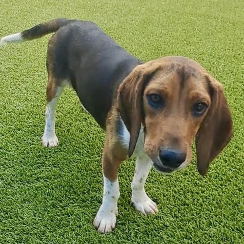 MERCURY 2026 - Beagle / Basset Hound available for adoption