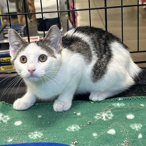 MABEL 2026 - Domestic Short Hair available for adoption