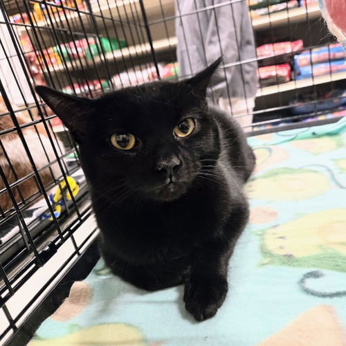 PETE - Domestic Short Hair available for adoption