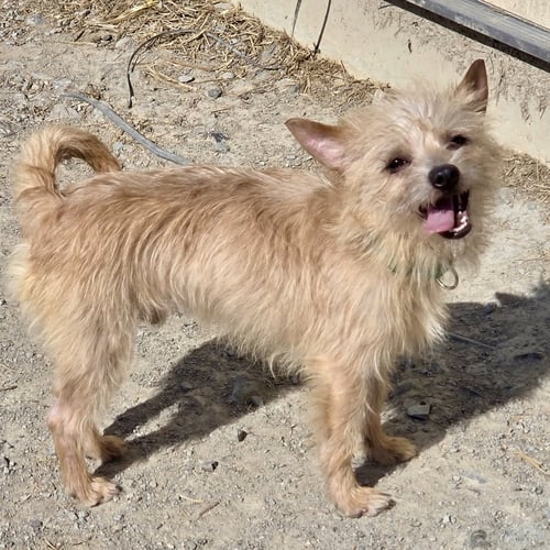 OTIS 2026 - Norfolk Terrier / Chihuahua available for adoption