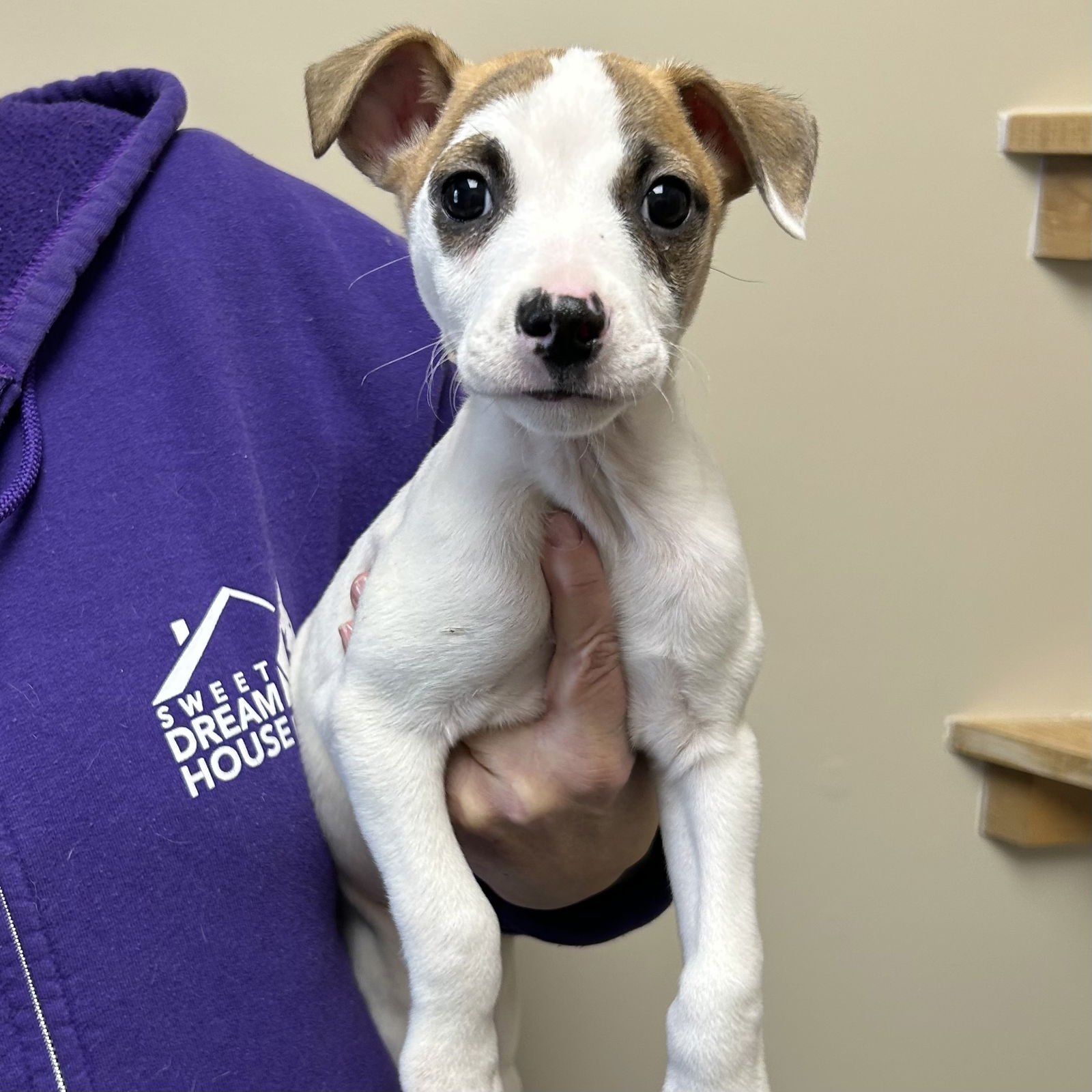 SPUD 2026 - Feist / Jack Russell Terrier available for adoption