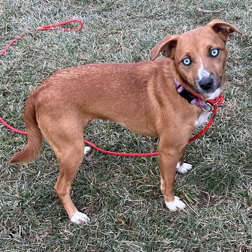 PUPCUP - Terrier available for adoption
