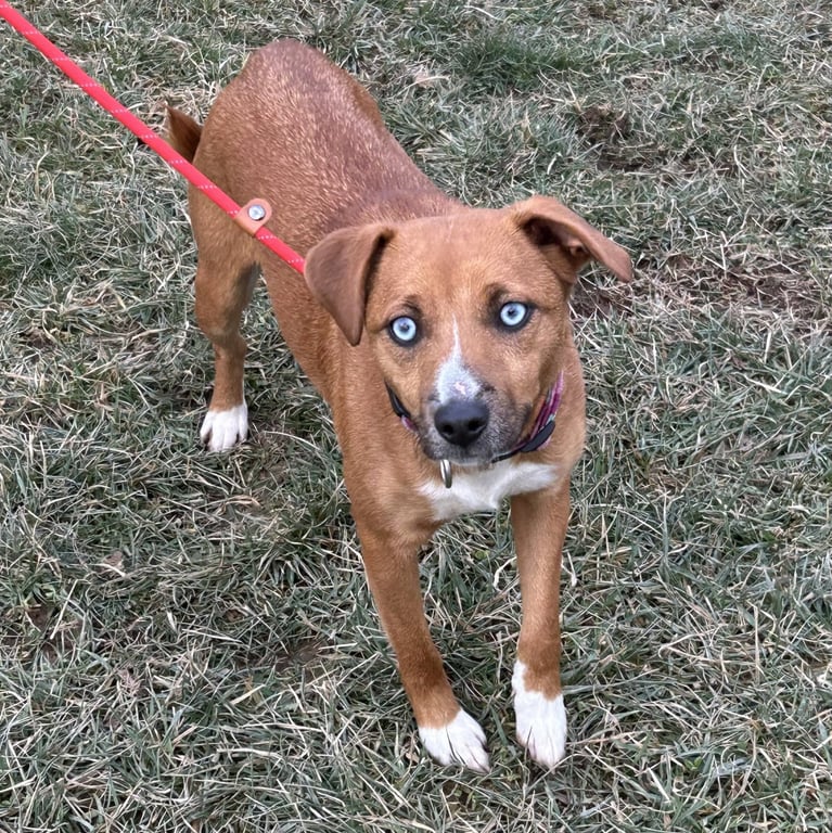 Pupcup Image