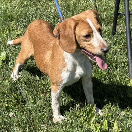 SOFIA 2026 - Beagle / Dachshund for adoption in Cincinnati