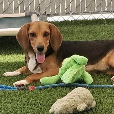 STEVIE 2026 - Beagle available for adoption