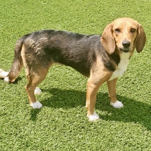 STEVIE 2026 - Beagle available for adoption