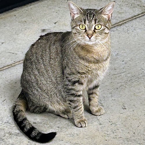 CATNIP - Domestic Short Hair / Tabby available for adoption
