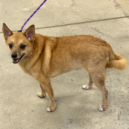 FLAGG - Pomeranian / Chihuahua available for adoption