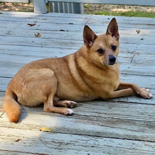 FLAGG - Finnish Spitz / Chihuahua available for adoption