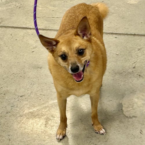 FLAGG - Pomeranian / Chihuahua available for adoption