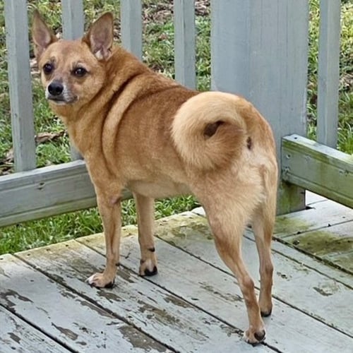 FLAGG - Finnish Spitz / Chihuahua available for adoption